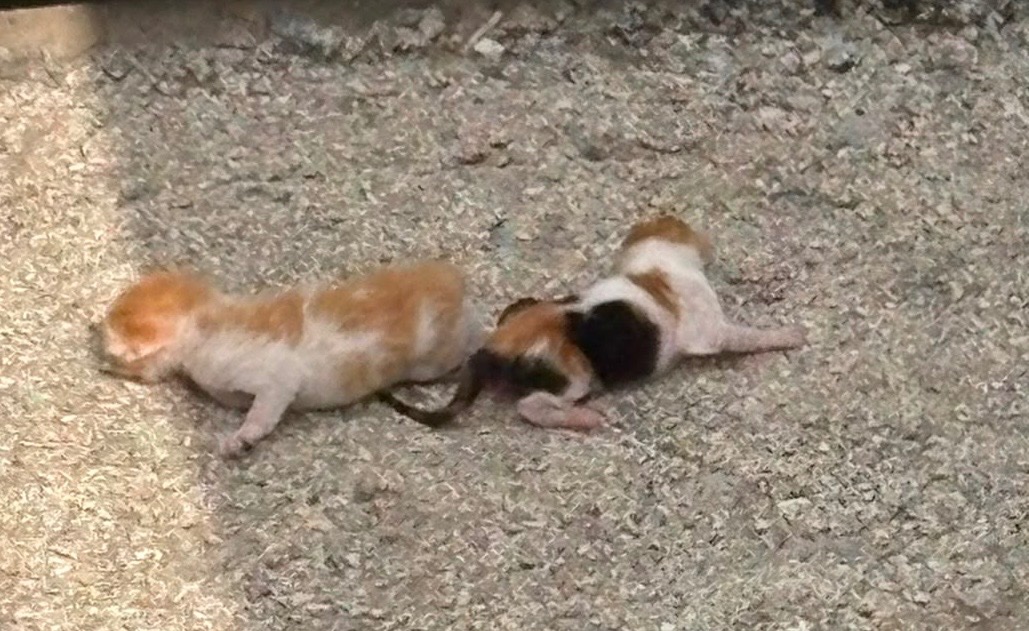Gatitas recién nacidas
