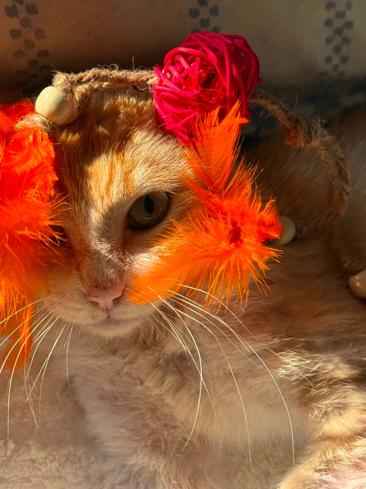 Gatito