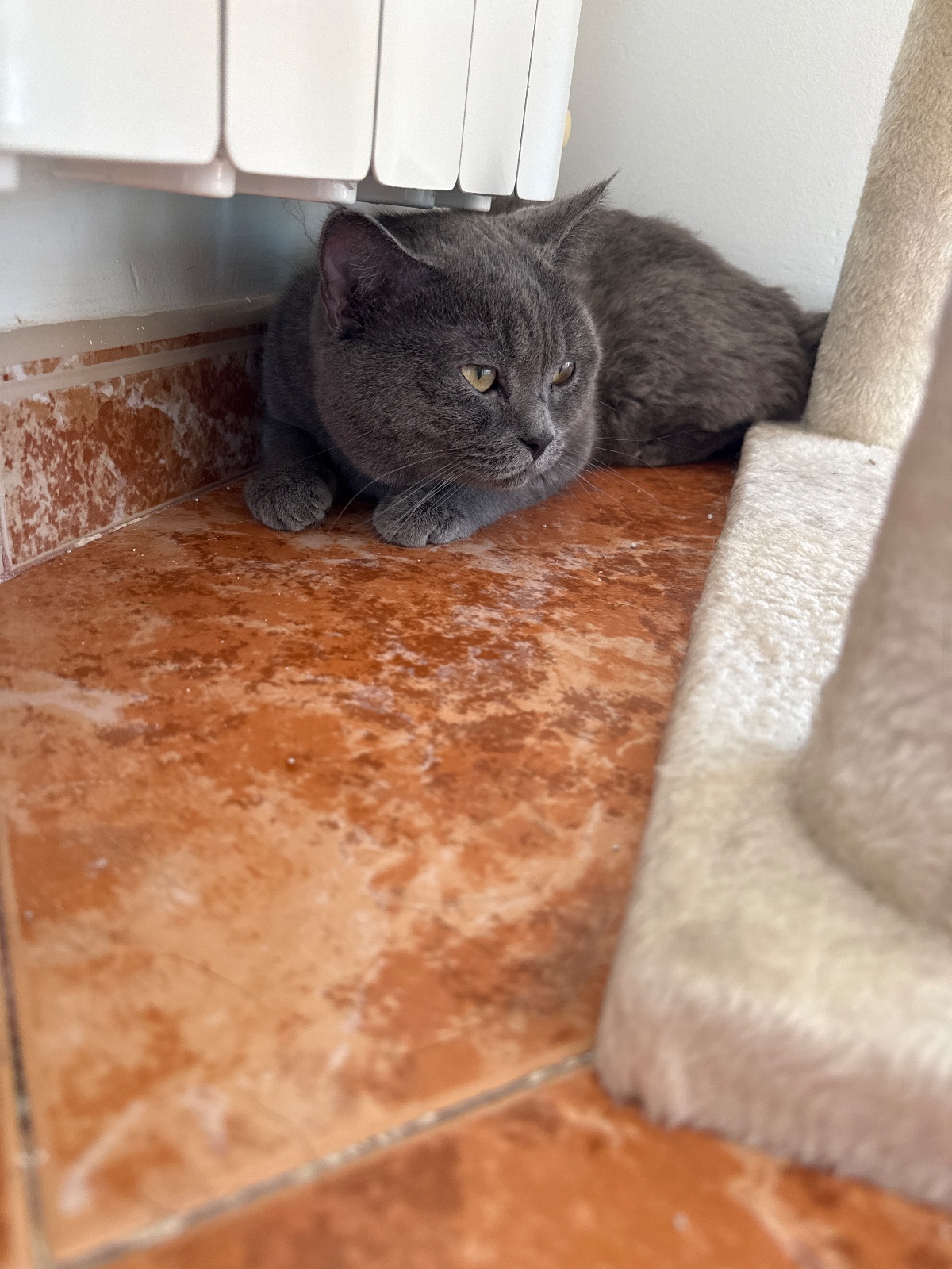 Foto de Thunder