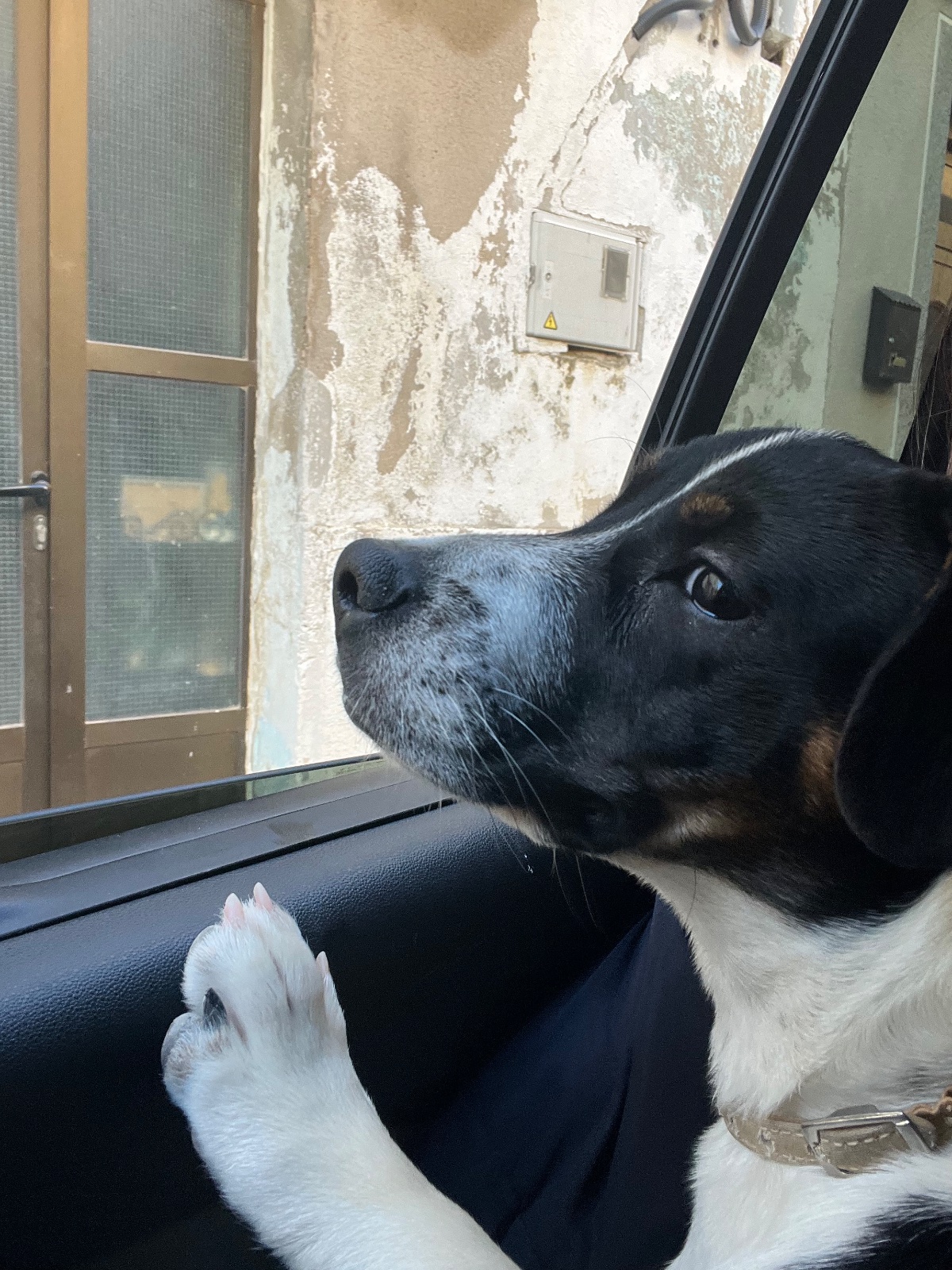 Foto de Perla