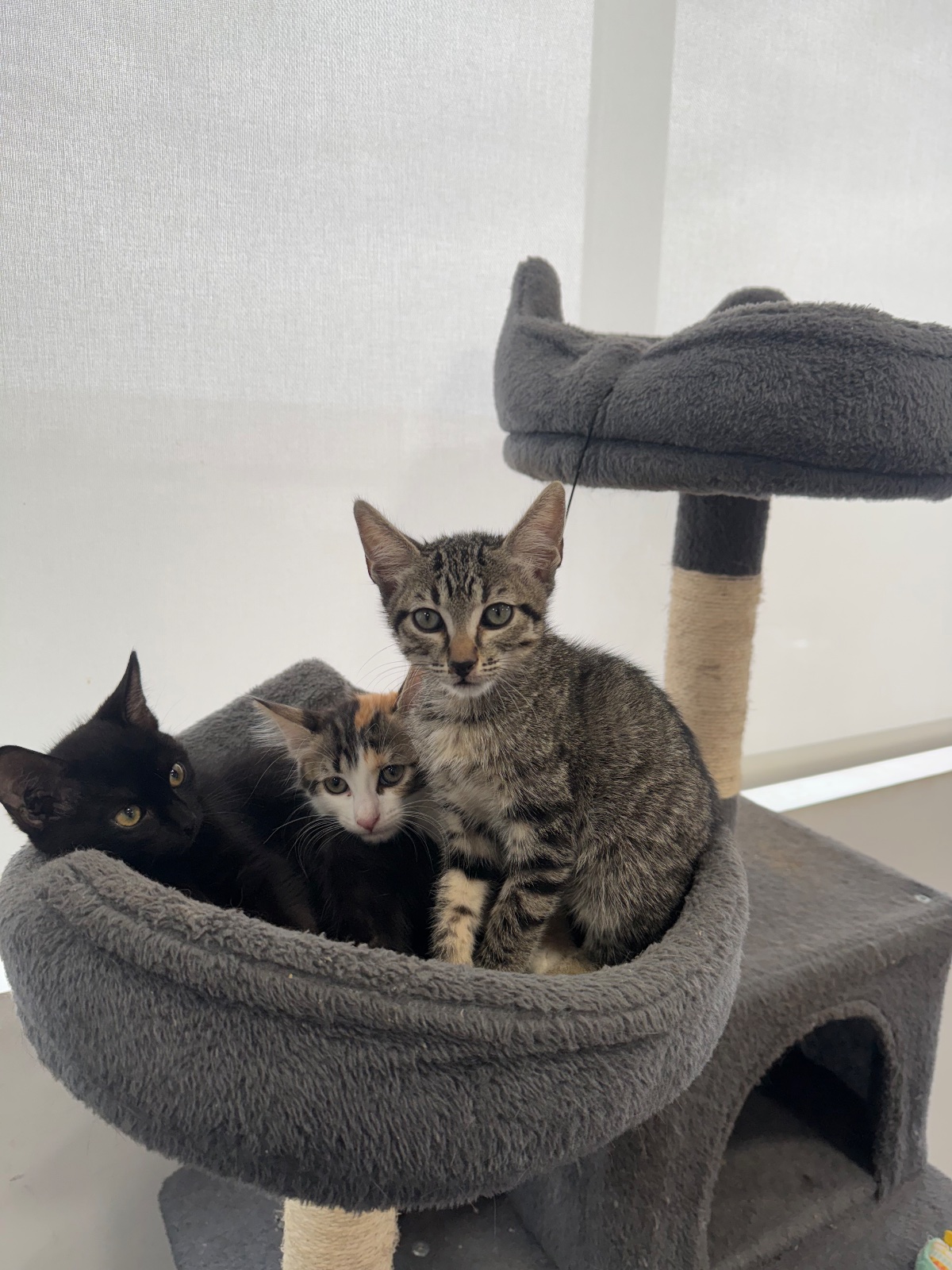 Foto de Nero y Milo