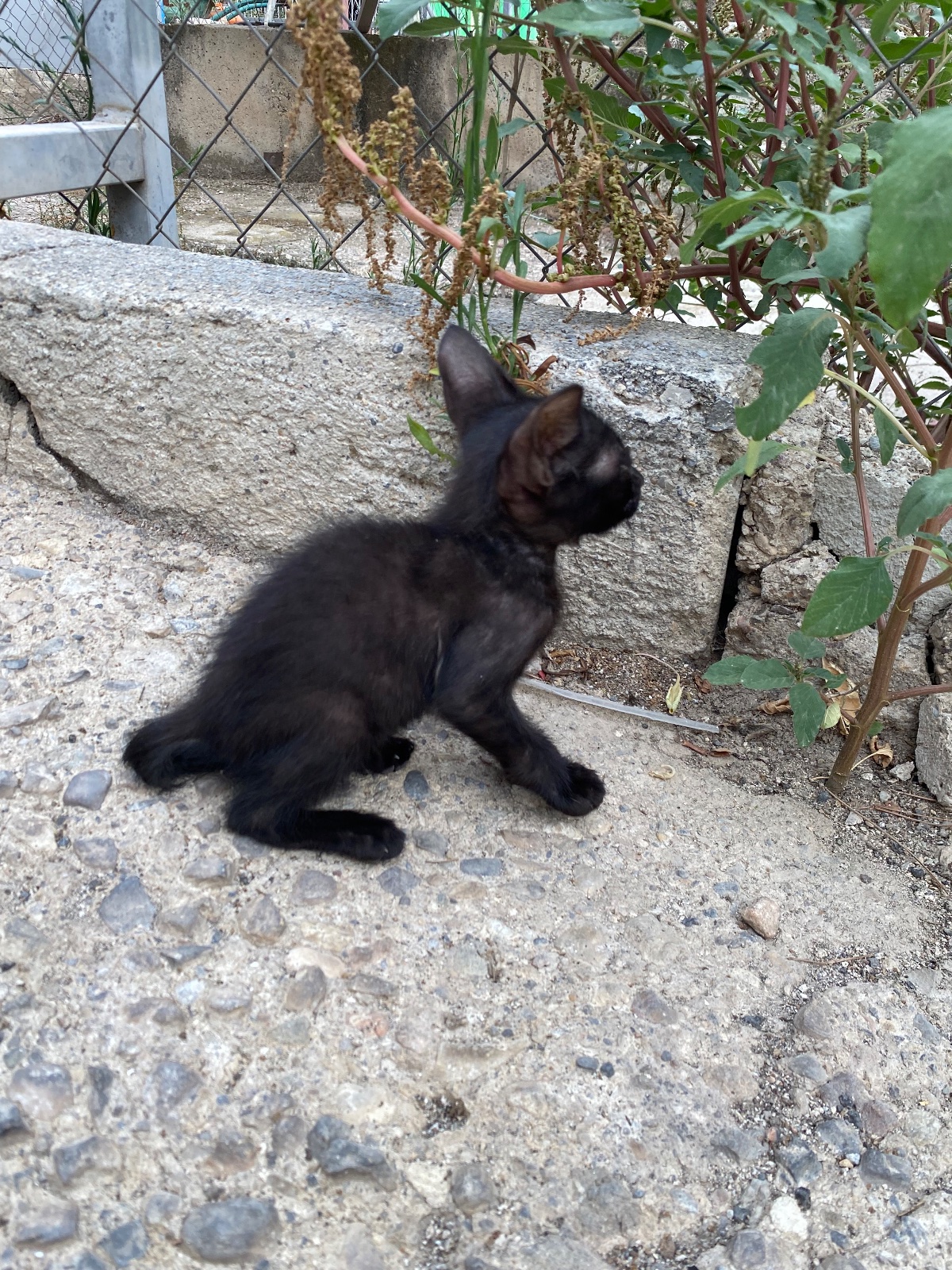 Foto de Choco