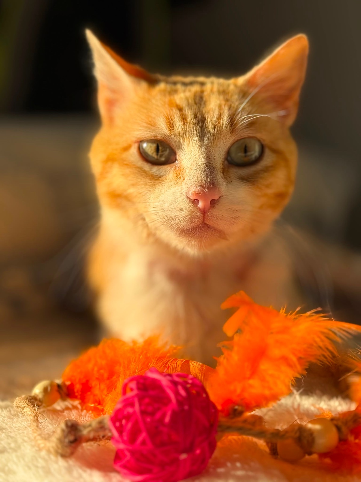 Gatito