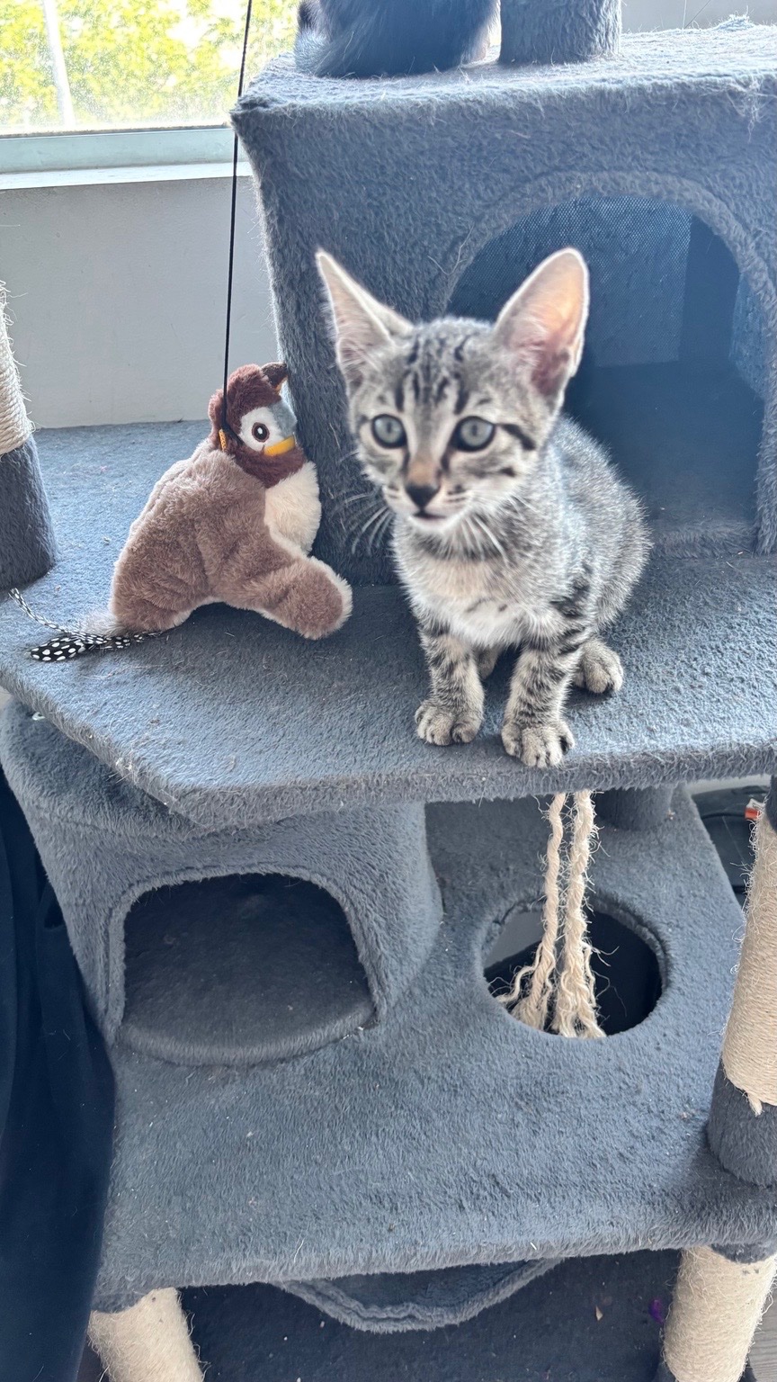 Foto de Nero y Milo