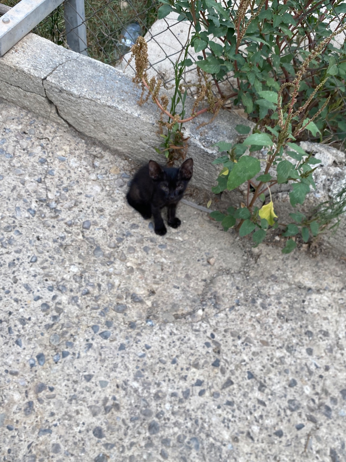 Foto de Choco