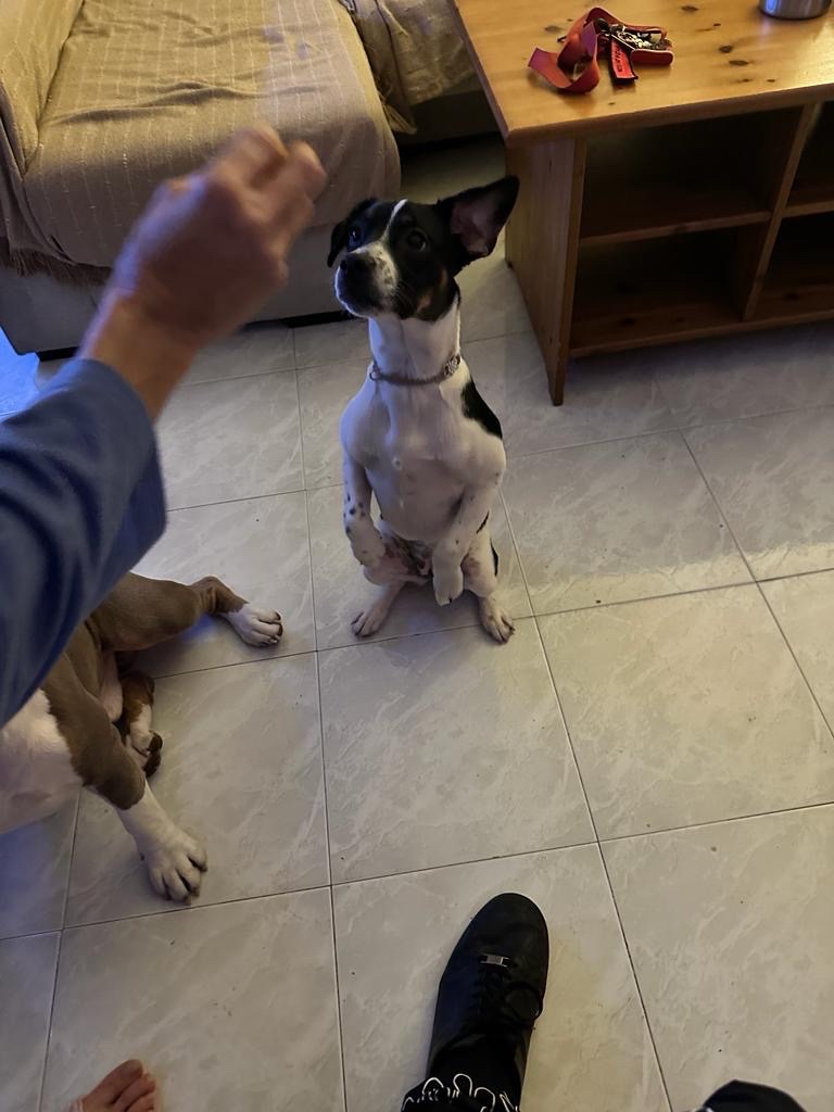 Foto de Perla