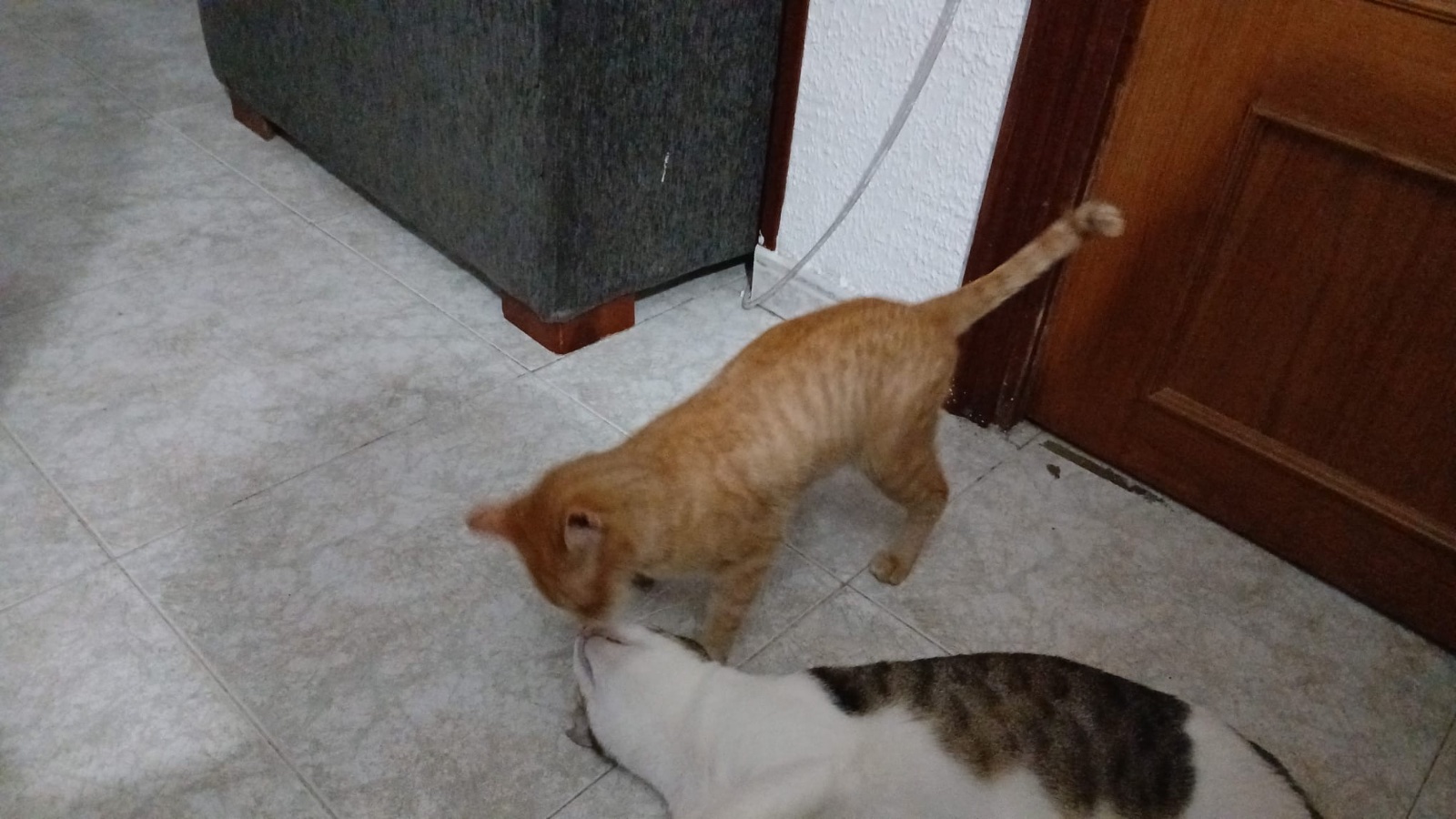 Jugando con nuestro otro gatito