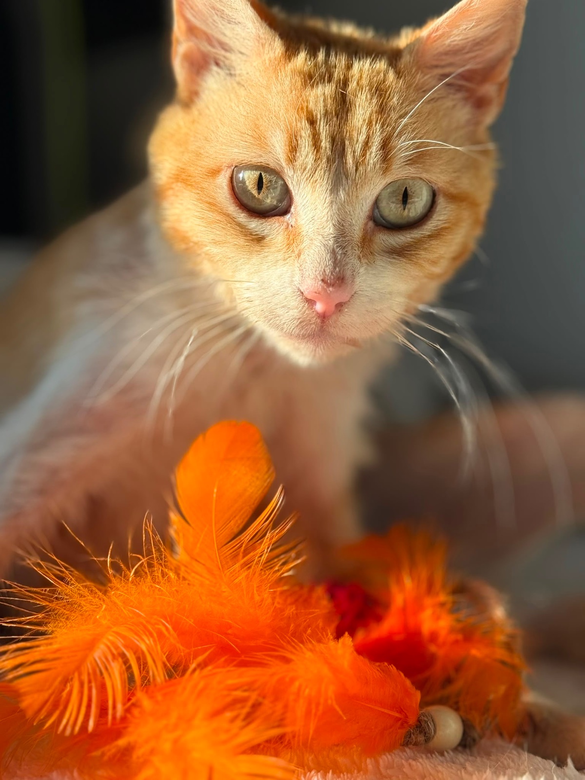 Gatito