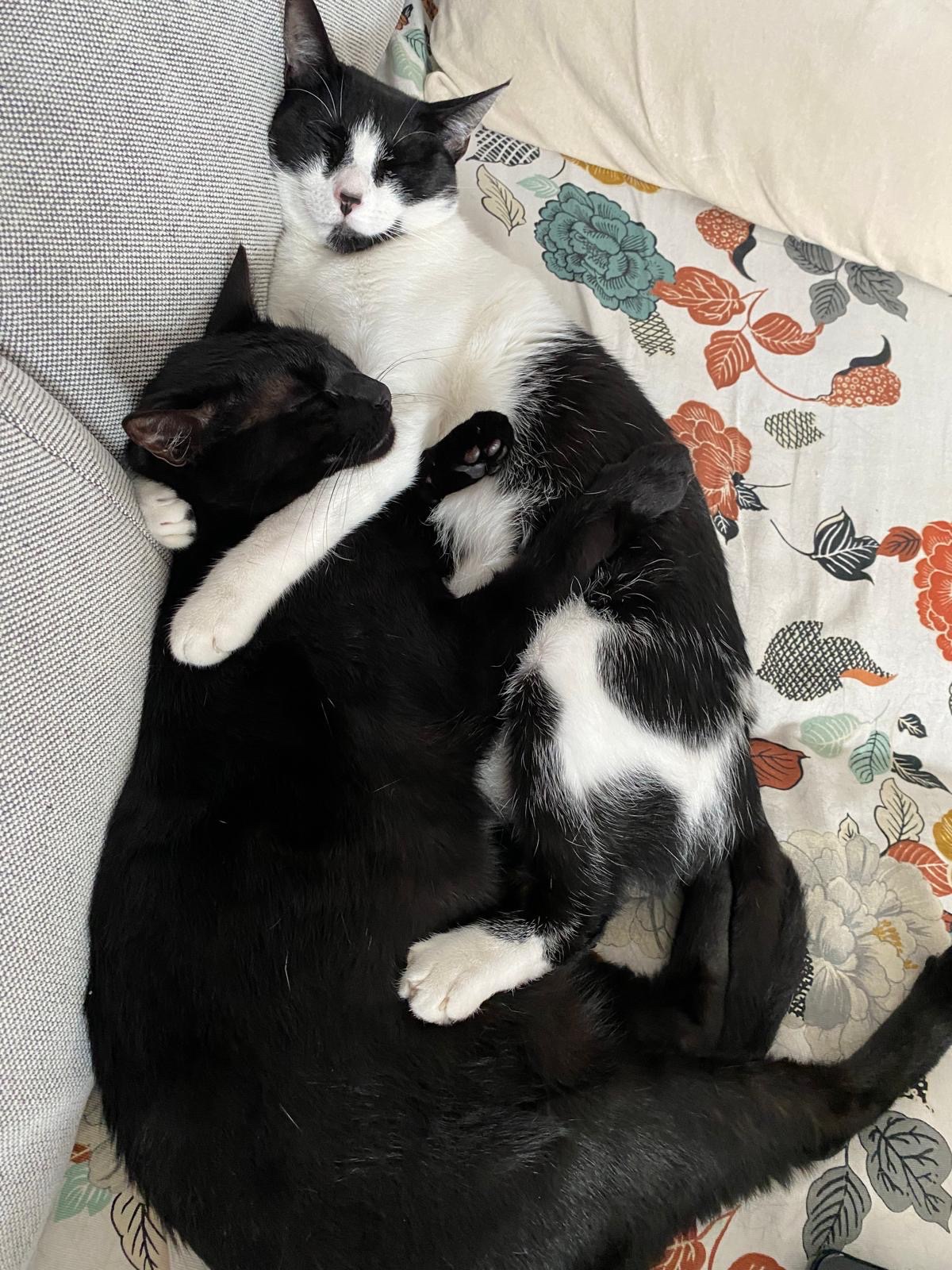 Foto de Horreya