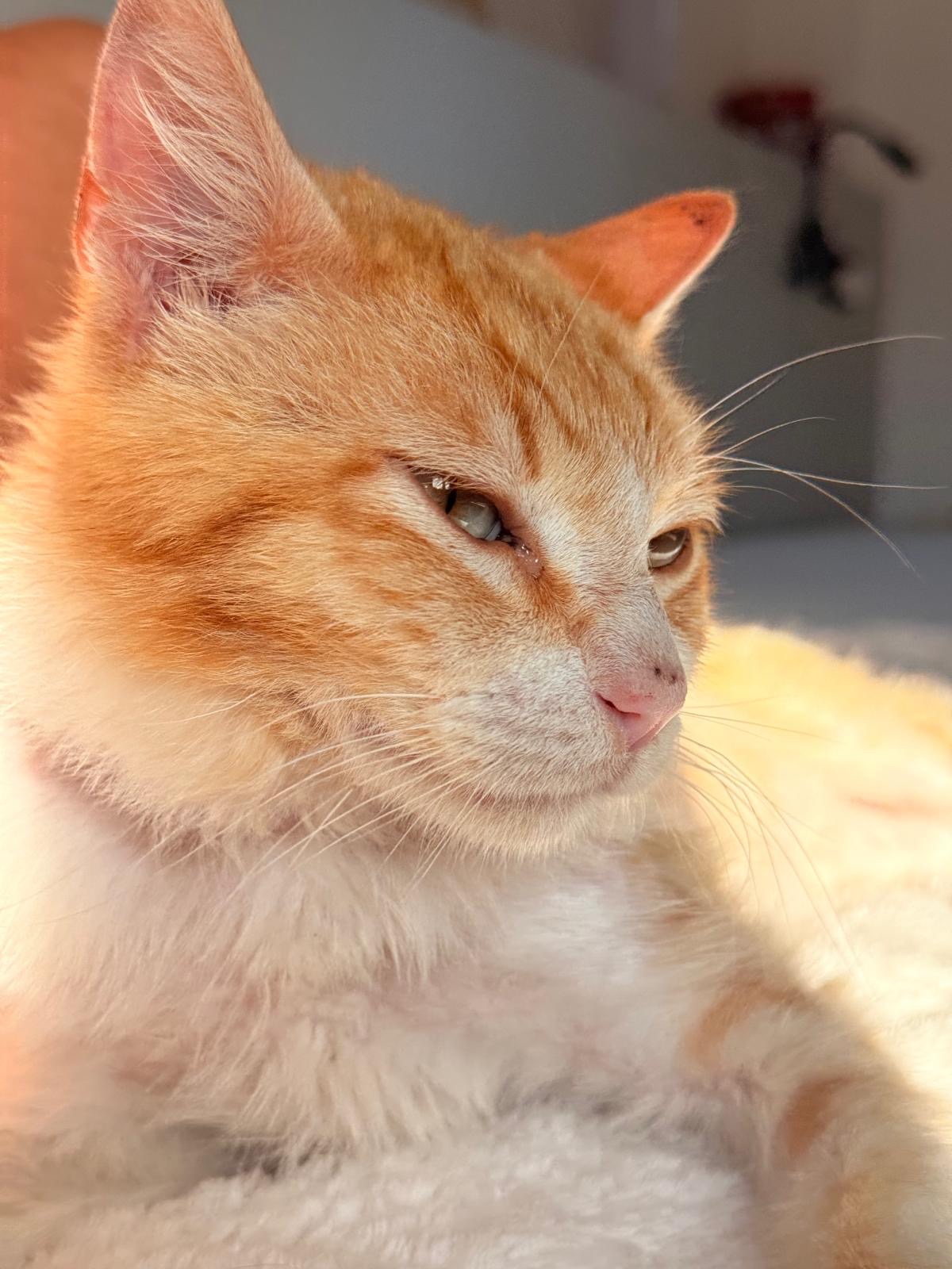 Gatito