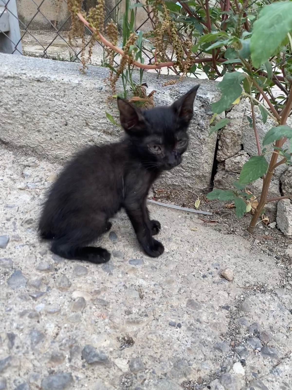 Gatito negro con ojos azules recién nacido
