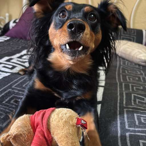 Luciaa Kelokee