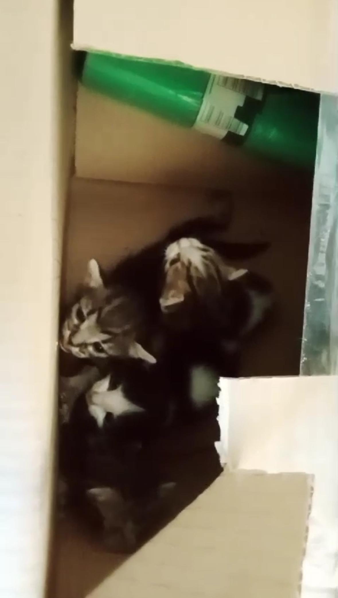 Imagen de la publicación de Adopta Una Vida