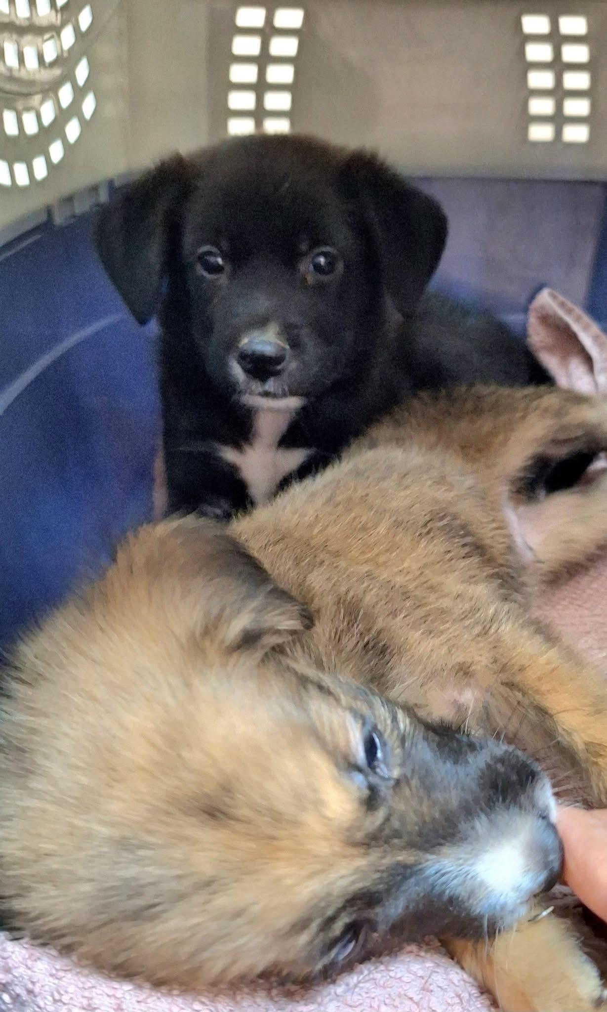 Imagen de la publicación de Adopta Una Vida