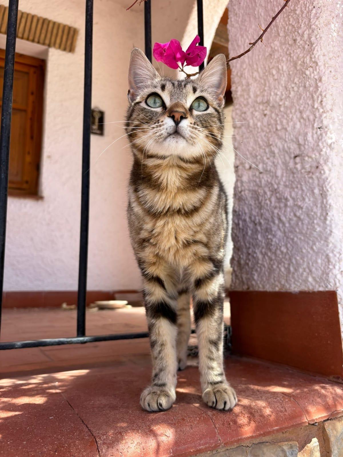 Imagen de la publicación de Adopta Una Vida
