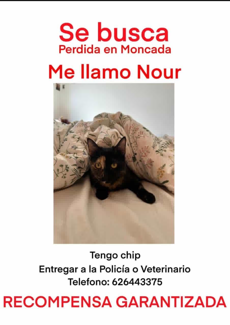 Imagen de la publicación de Adopta Una Vida