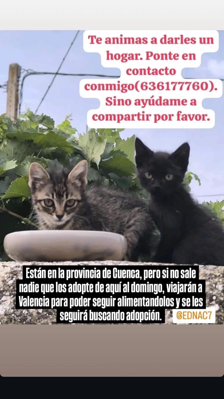 Imagen de la publicación de Adopta Una Vida