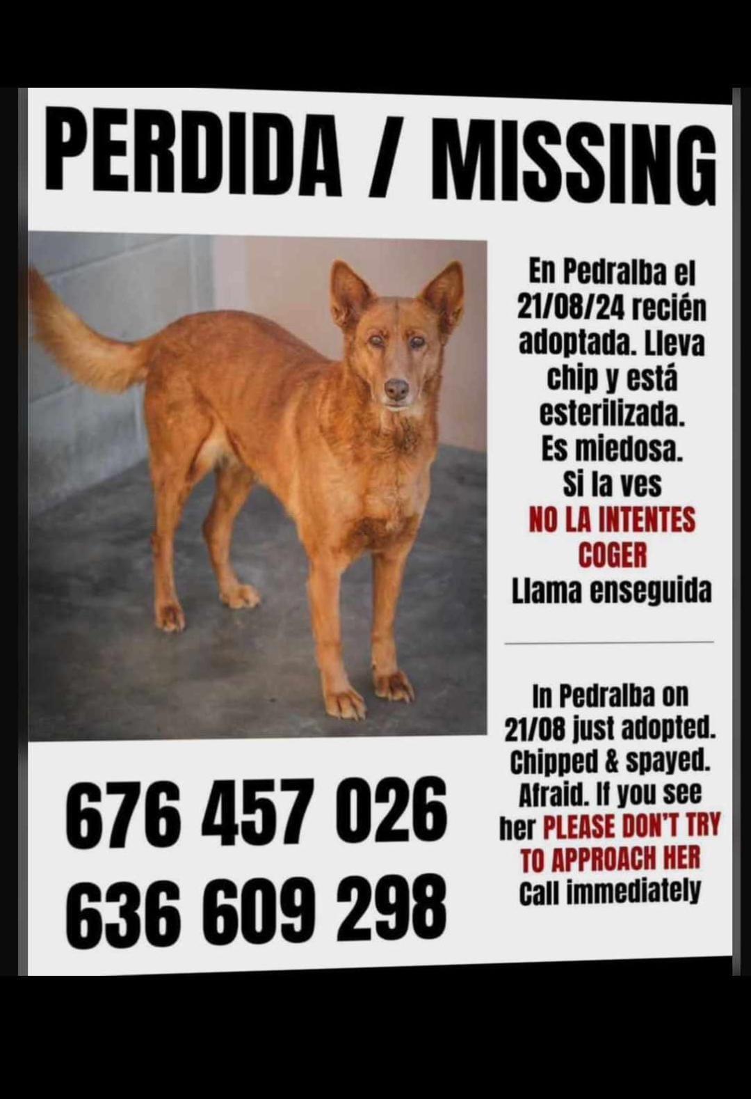 Imagen de la publicación de Adopta Una Vida