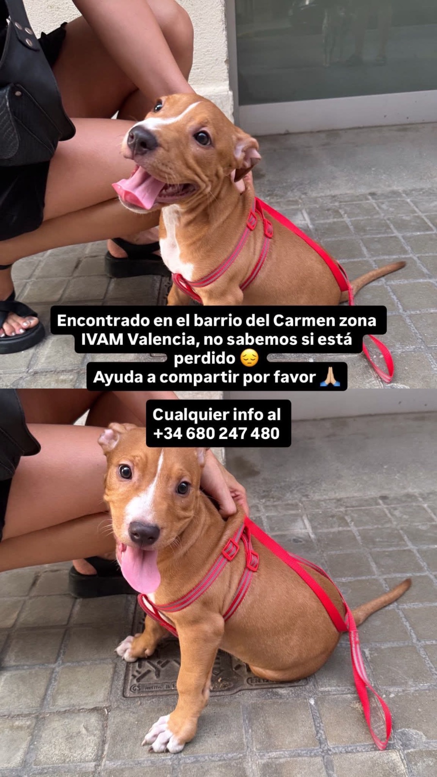 Perrito/a marrón