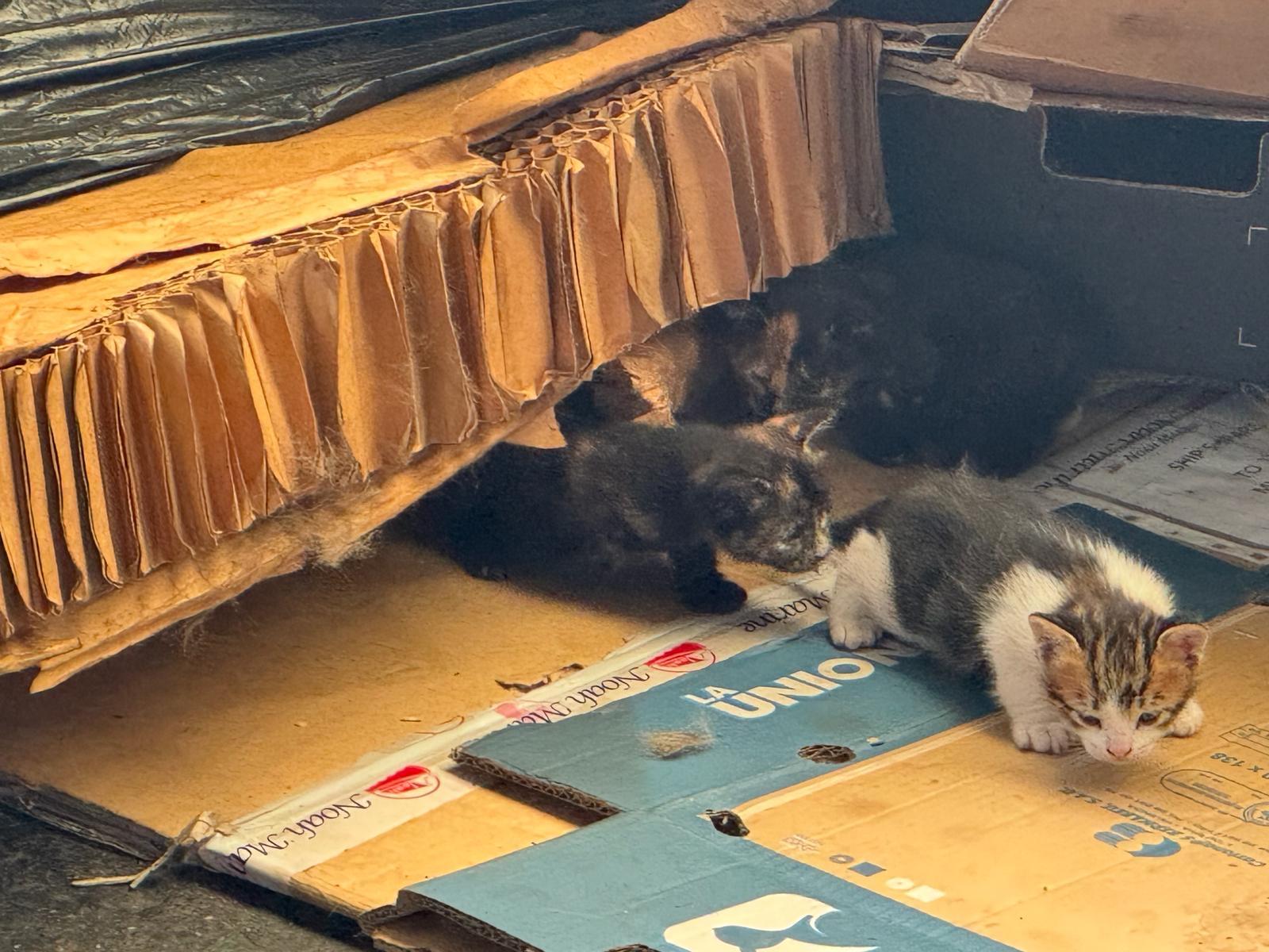 Imagen de la publicación de Adopta Una Vida