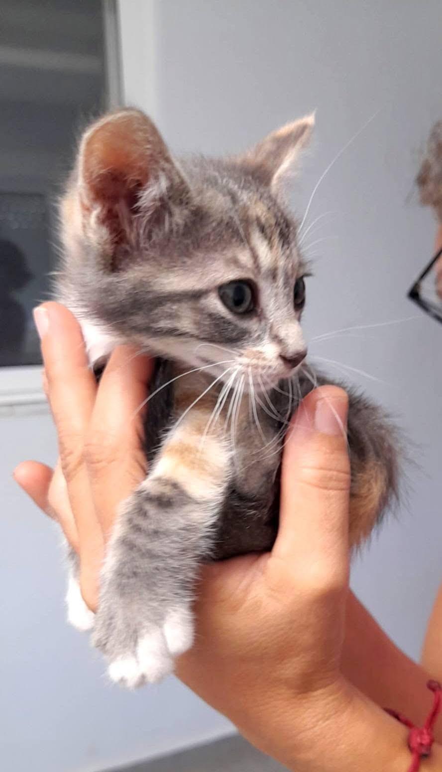 Imagen de la publicación de Adopta Una Vida