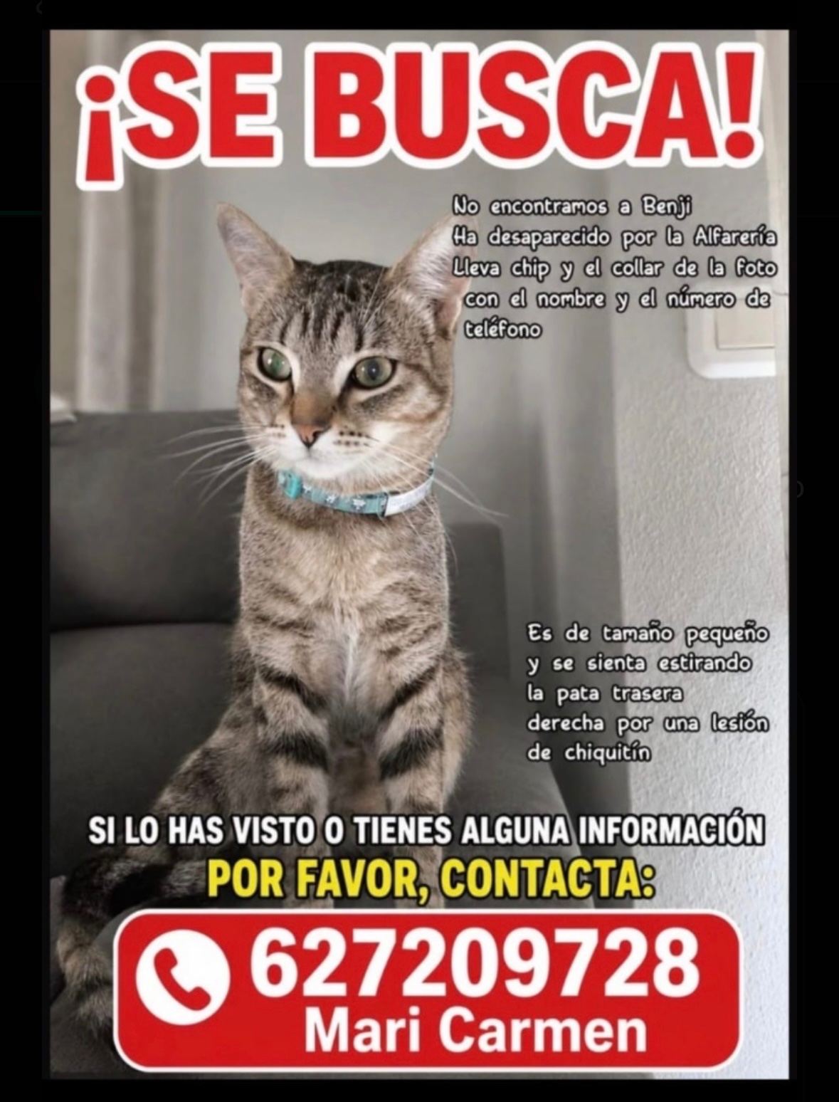 Gatito sentado