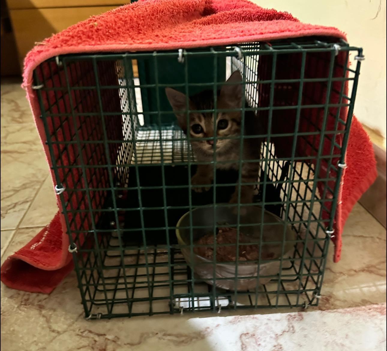 Imagen de la publicación de Adopta Una Vida