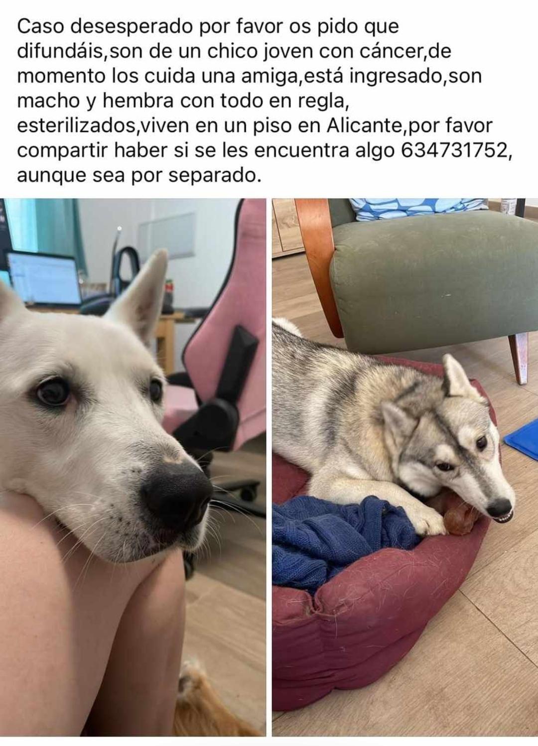 Imagen de la publicación de Adopta Una Vida