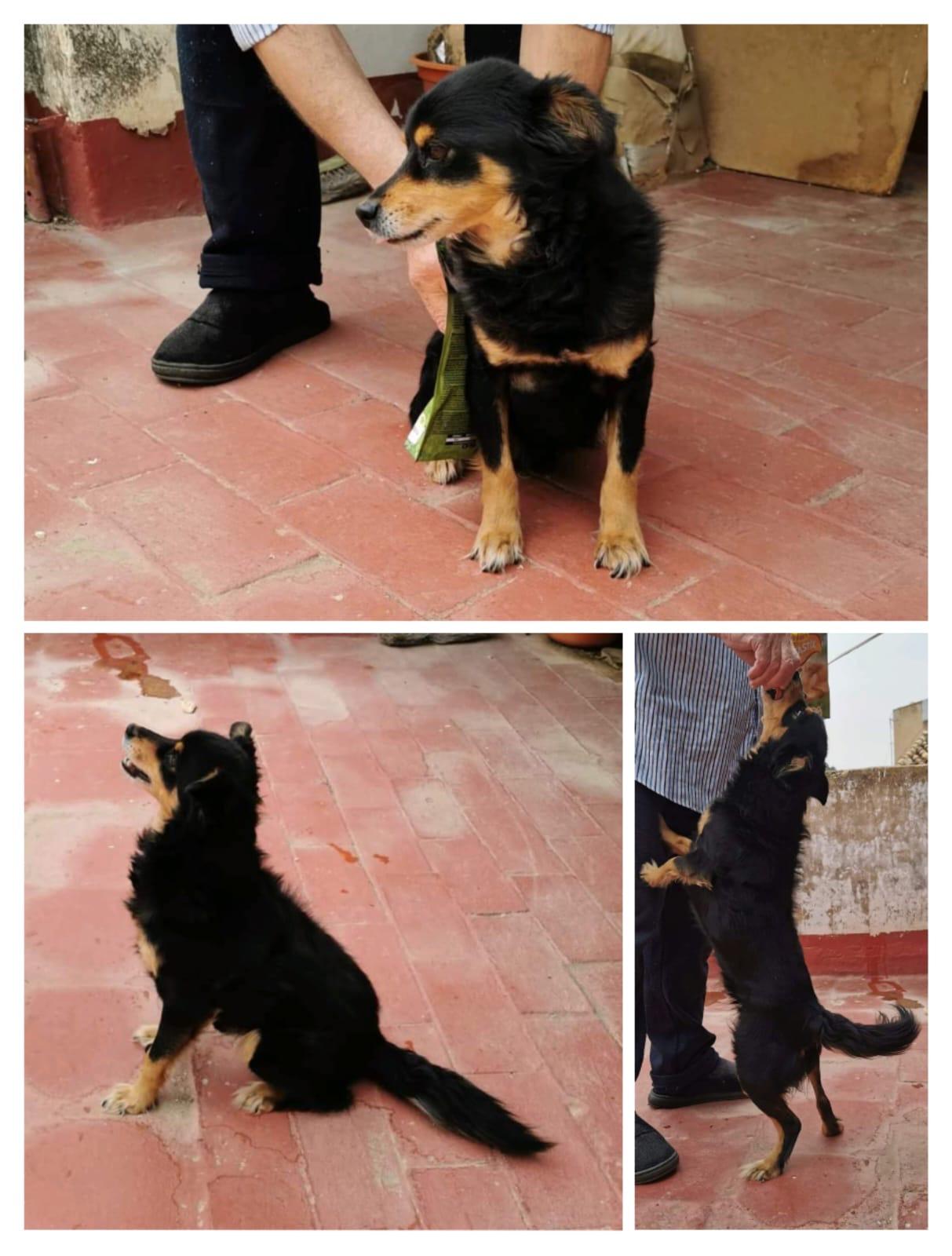 Imagen de la publicación de Adopta Una Vida