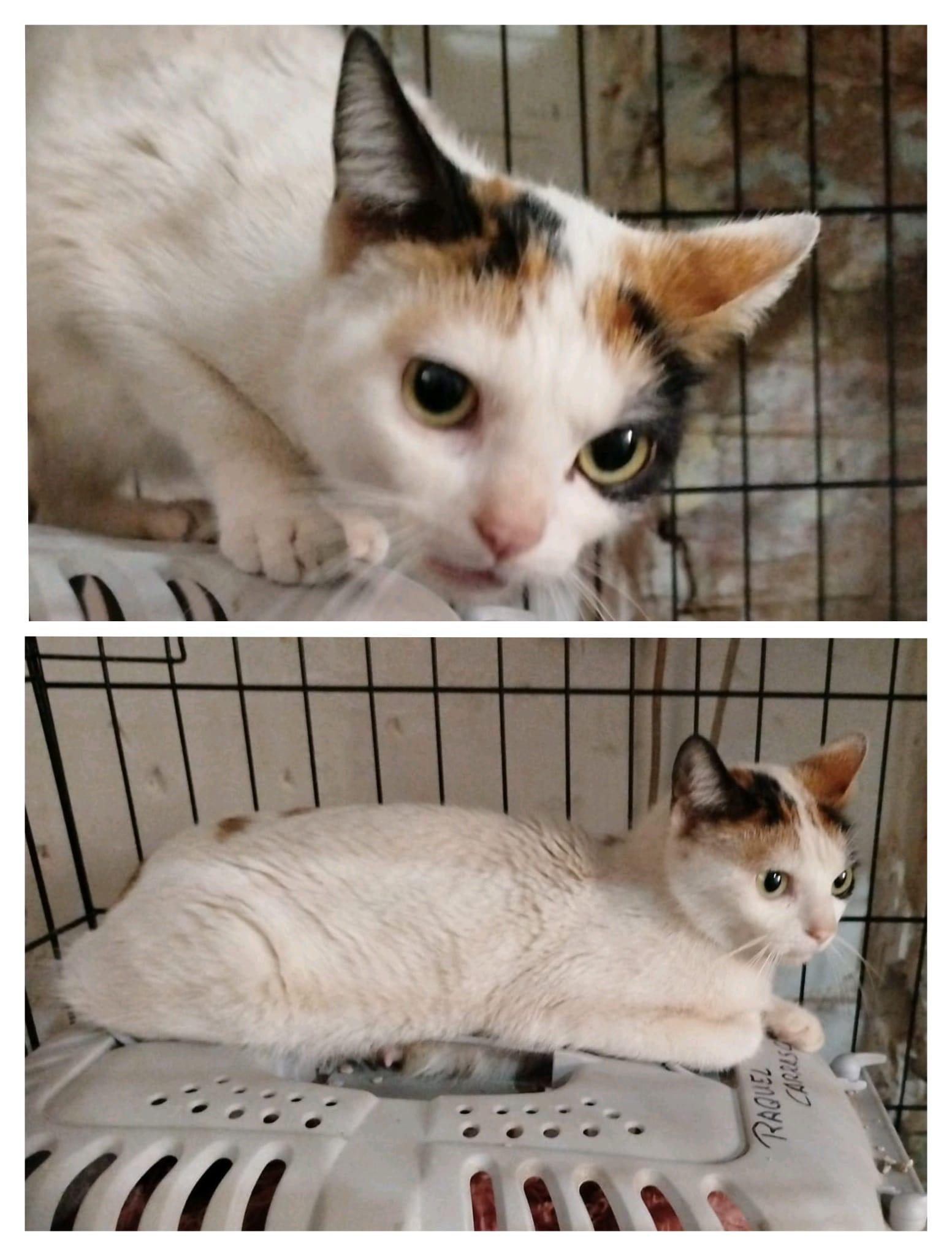 Imagen de la publicación de Adopta Una Vida