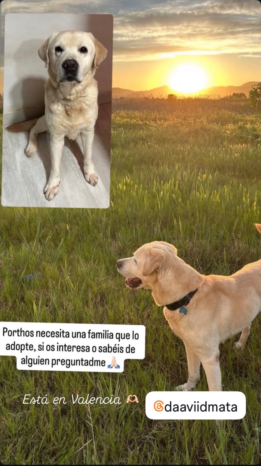 Imagen de la publicación de David