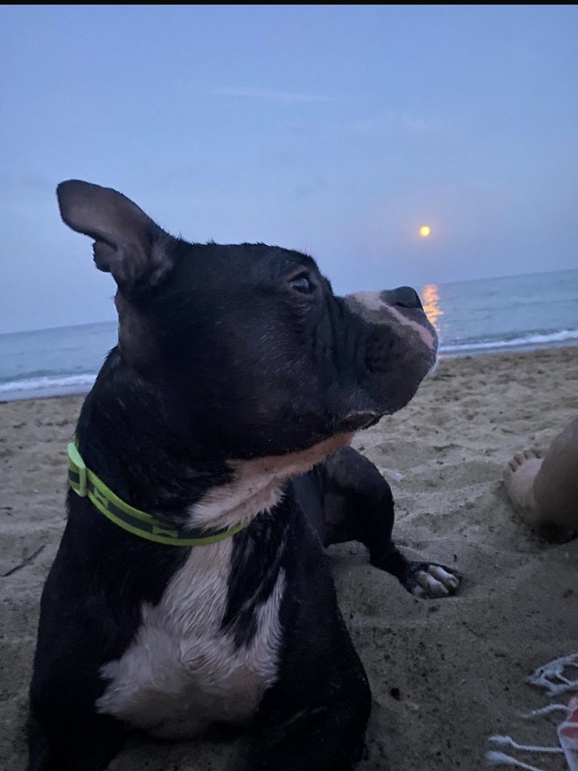 Imagen de la publicación de Maddy