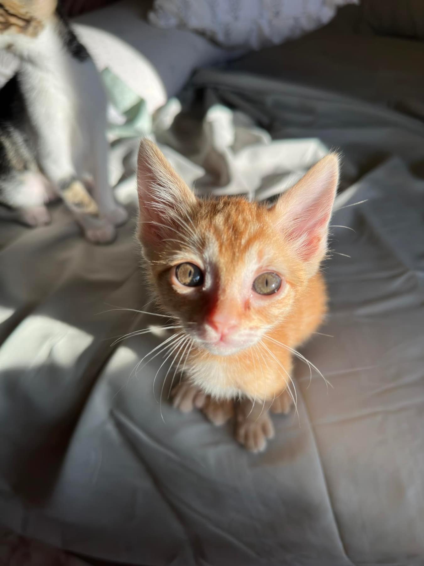Imagen de la publicación de Adopta Una Vida