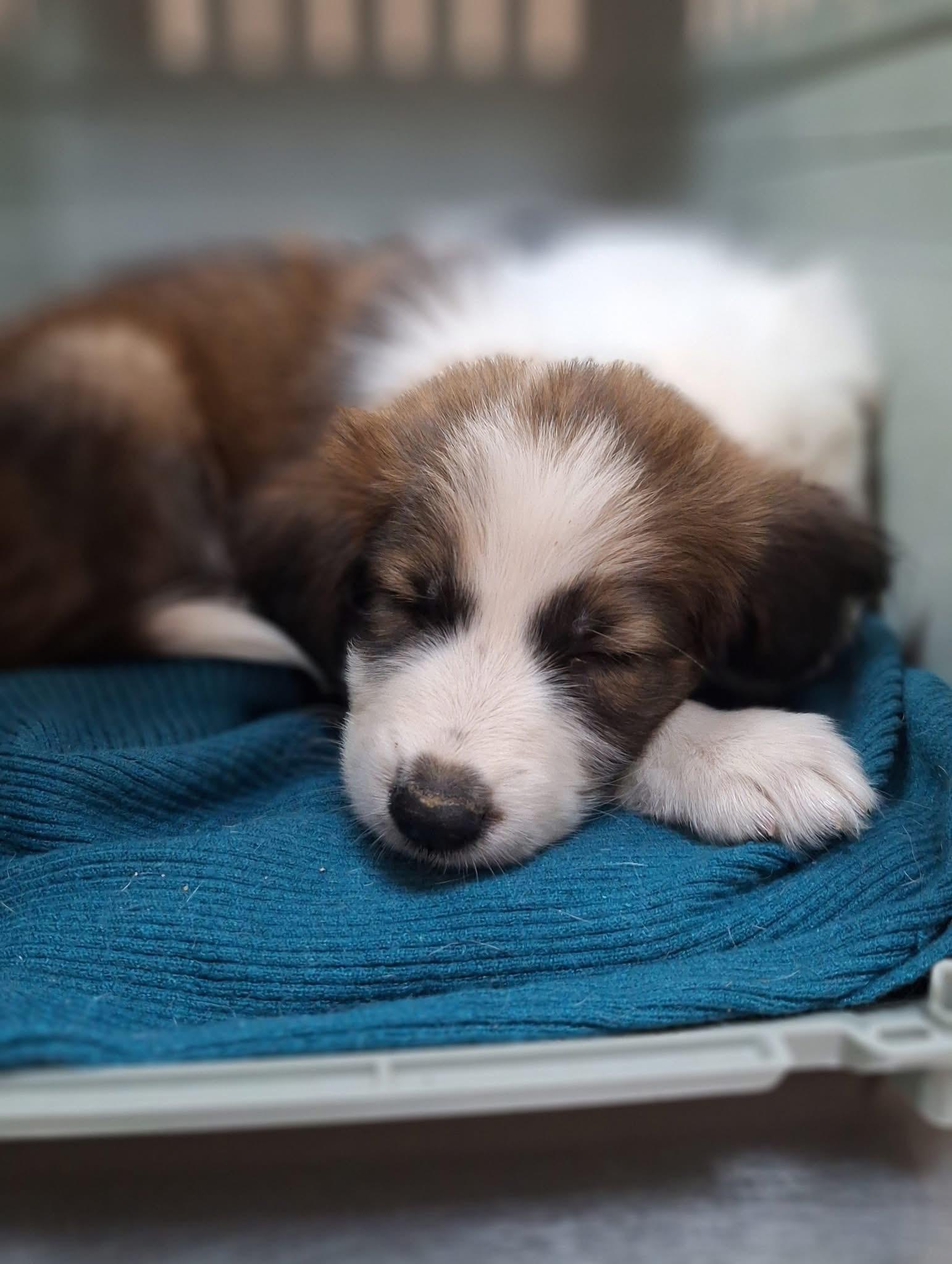 Imagen de la publicación de Adopta Una Vida