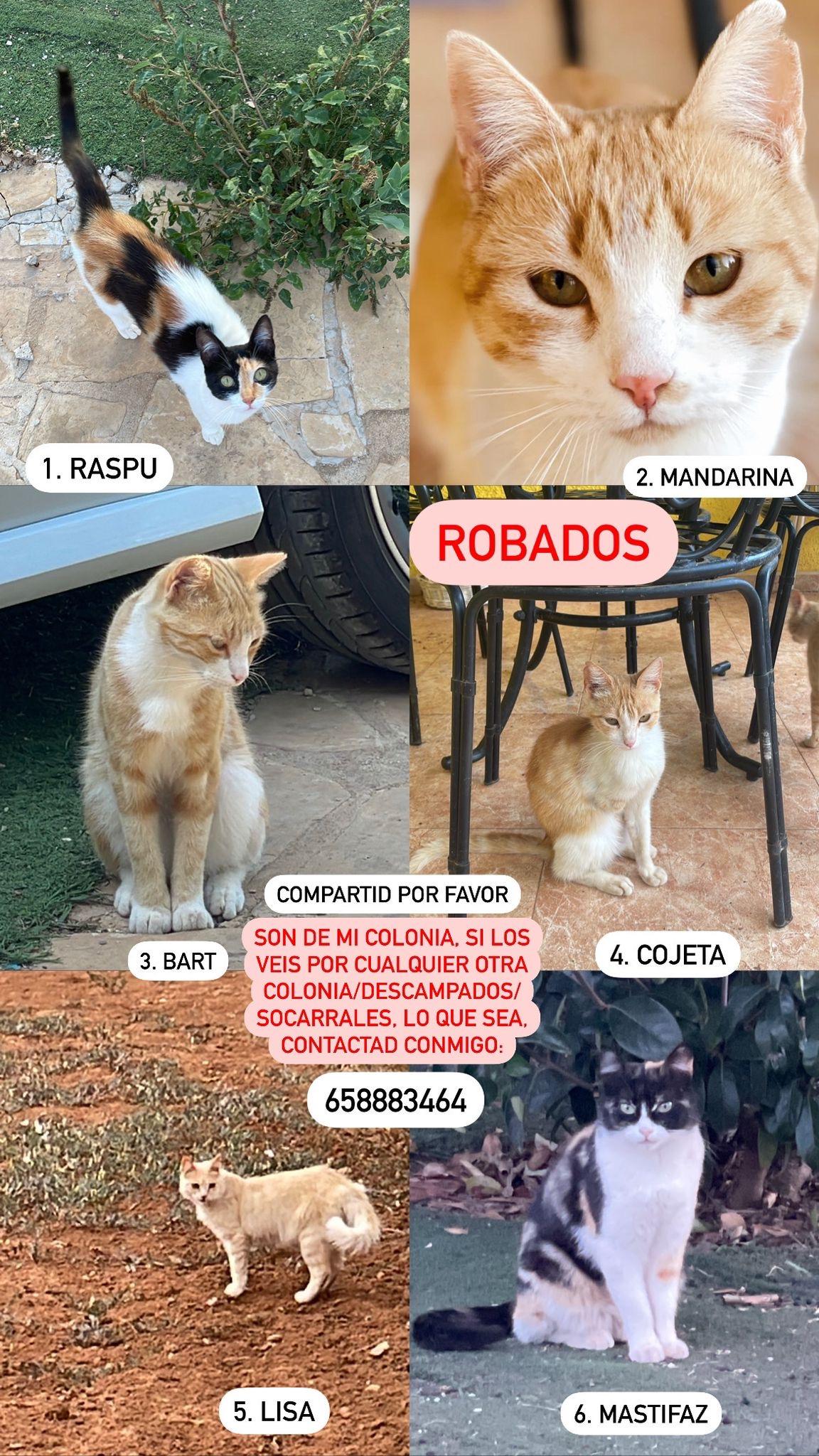 Imagen de la publicación de Adopta Una Vida