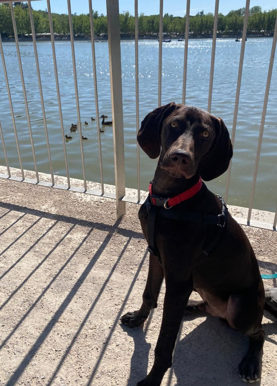Imagen de la publicación de Adopta Una Vida