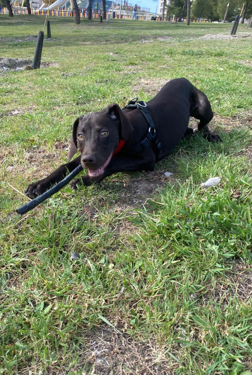 Imagen de la publicación de Adopta Una Vida