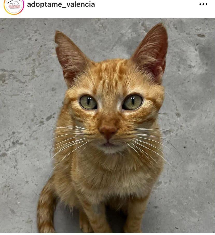 Imagen de la publicación de Adopta Una Vida
