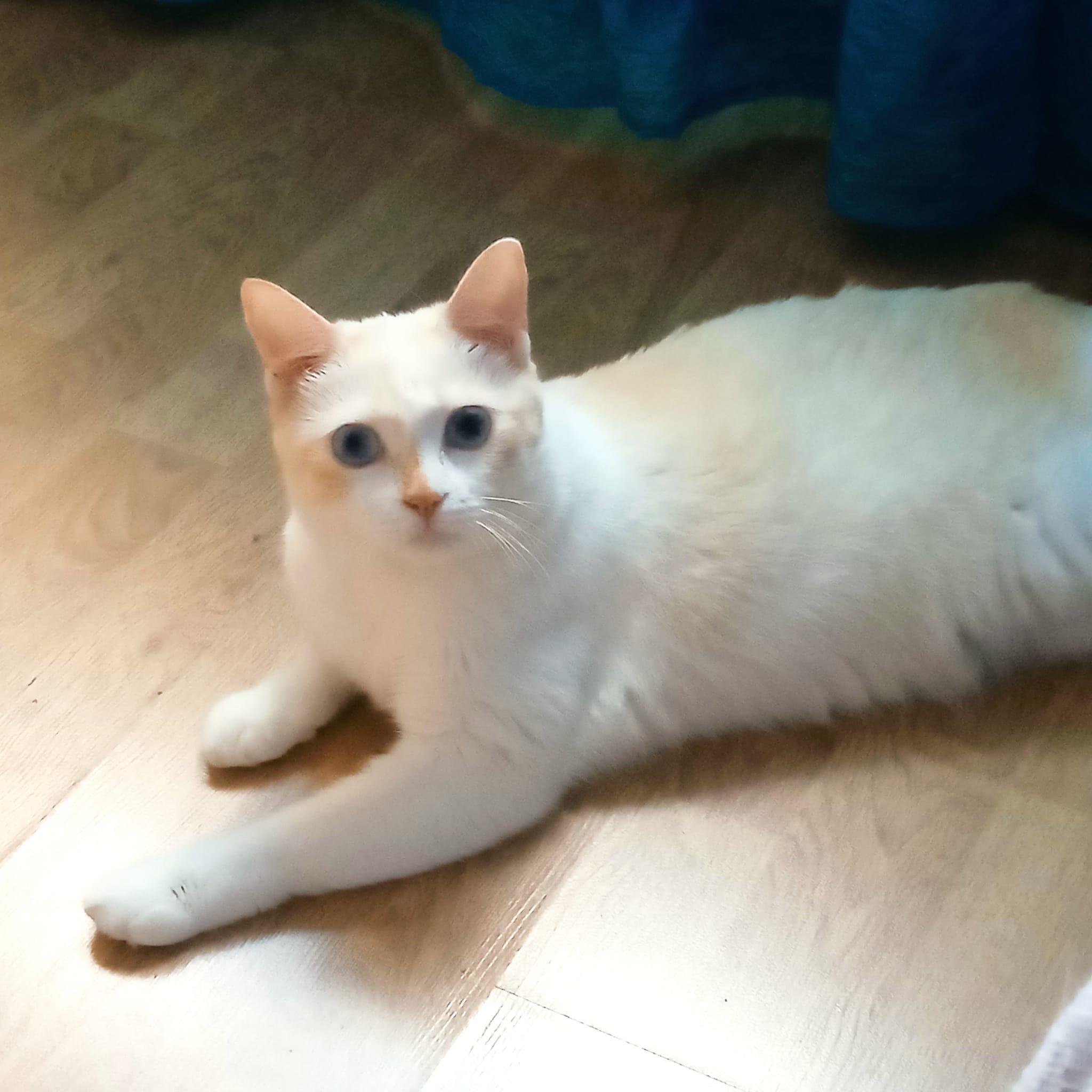 Imagen de la publicación de Adopta Una Vida