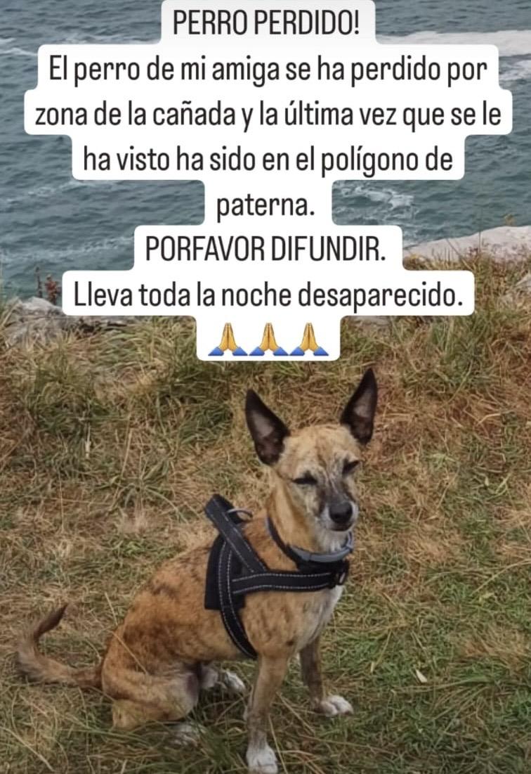 Imagen de la publicación de Adopta Una Vida