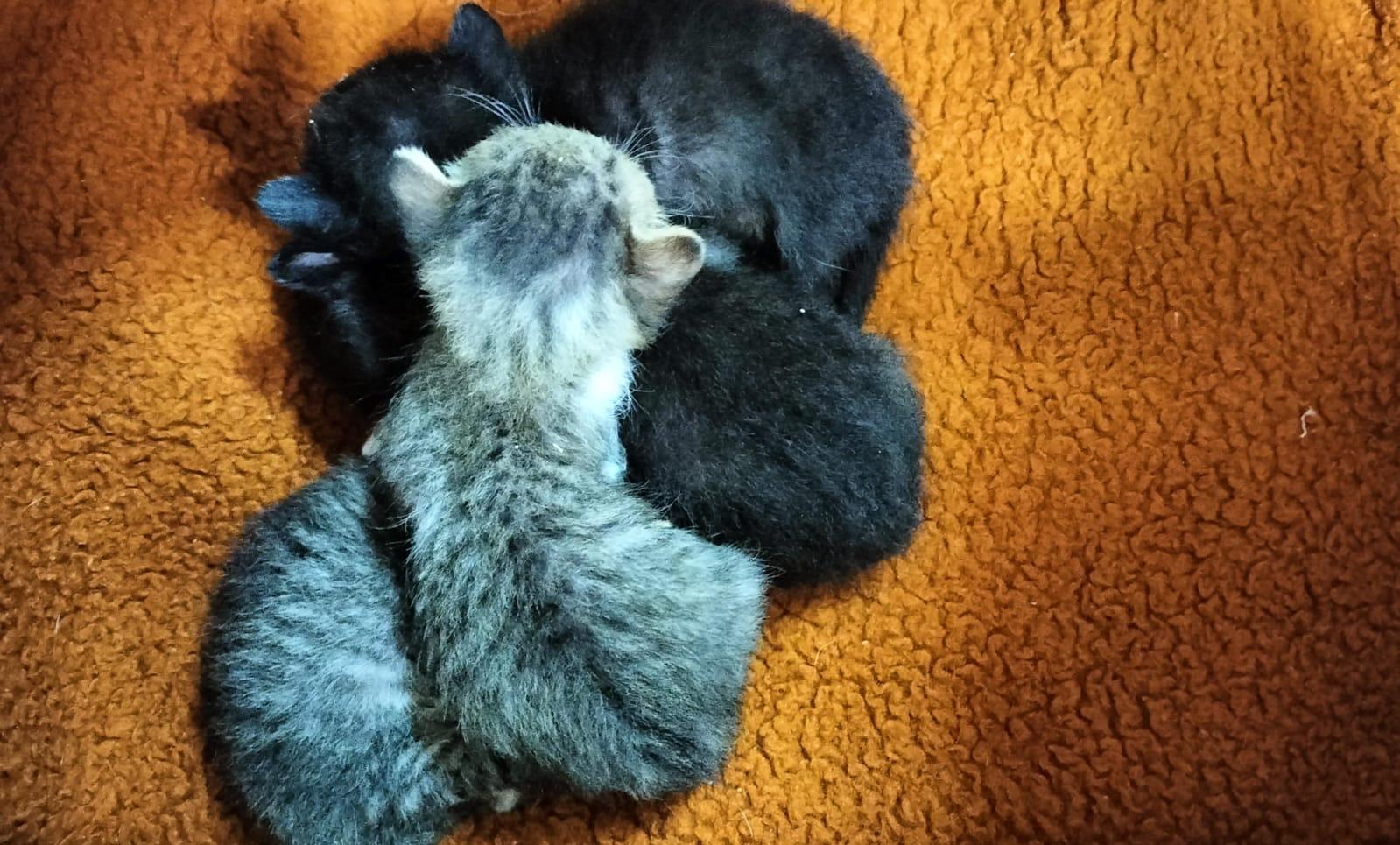 Imagen de la publicación de Adopta Una Vida