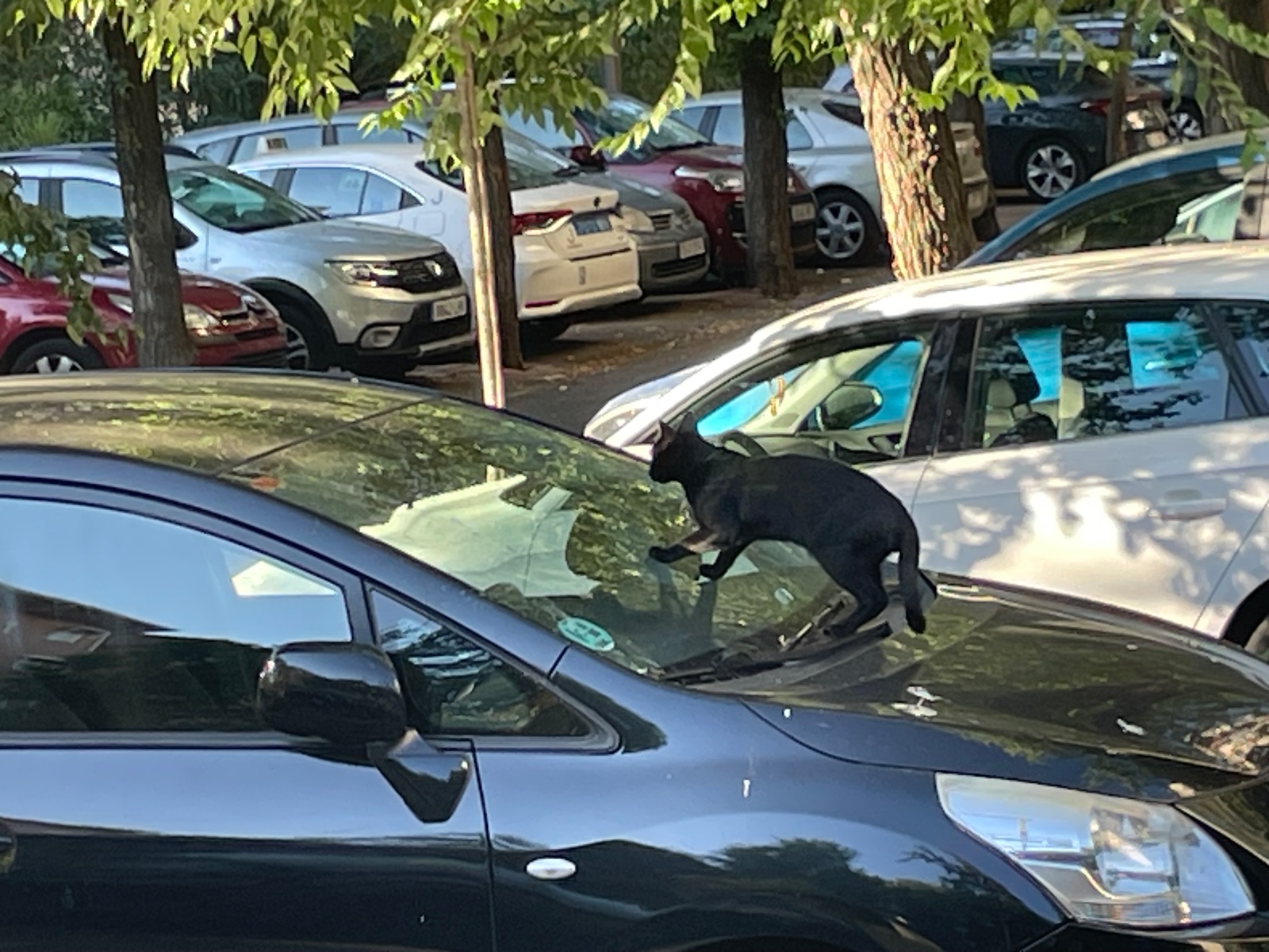 Gatito negro abandonado, se llama Zumbi, muy dócil, lleva meses en la calle, tiene comportamiento doméstico