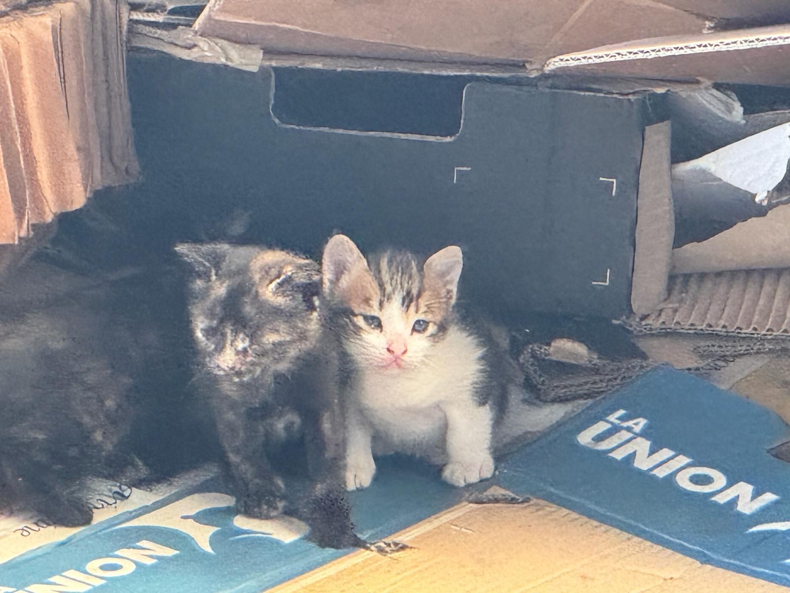 Imagen de la publicación de Adopta Una Vida