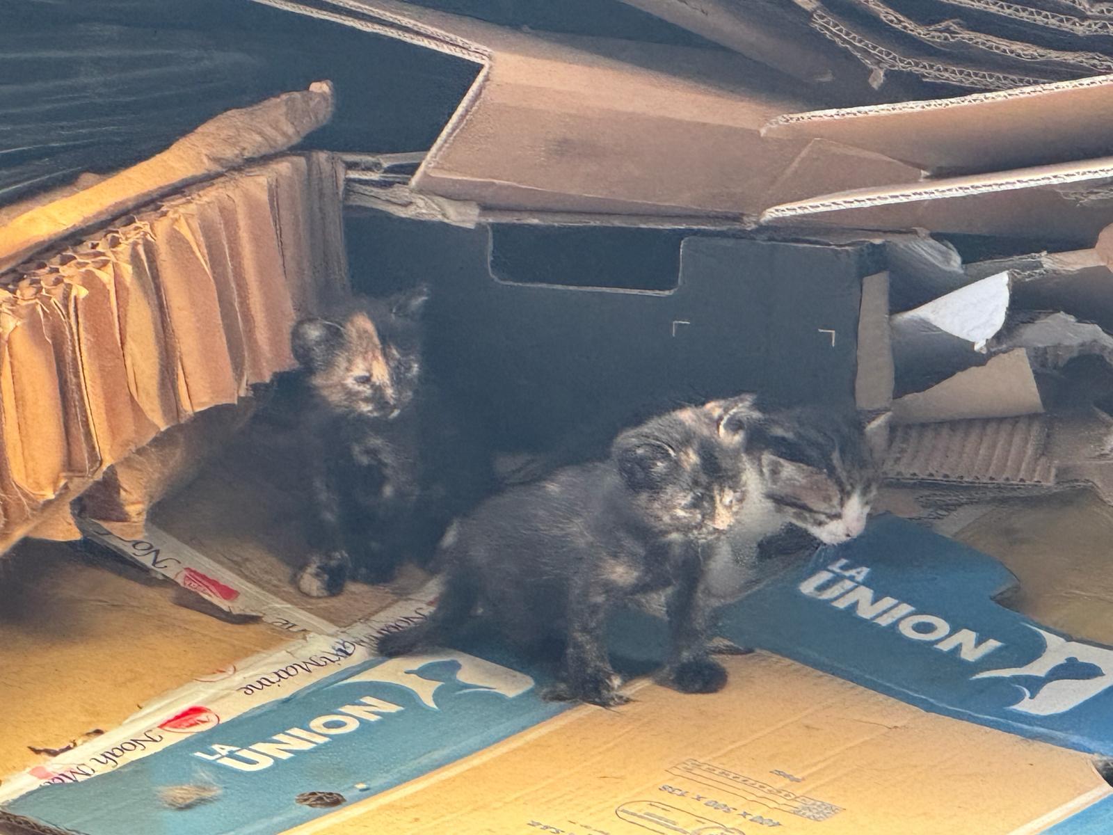 Imagen de la publicación de Adopta Una Vida