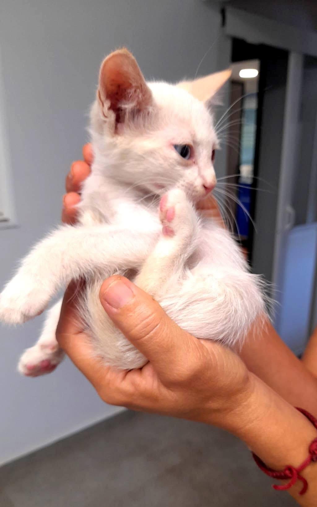 Imagen de la publicación de Adopta Una Vida