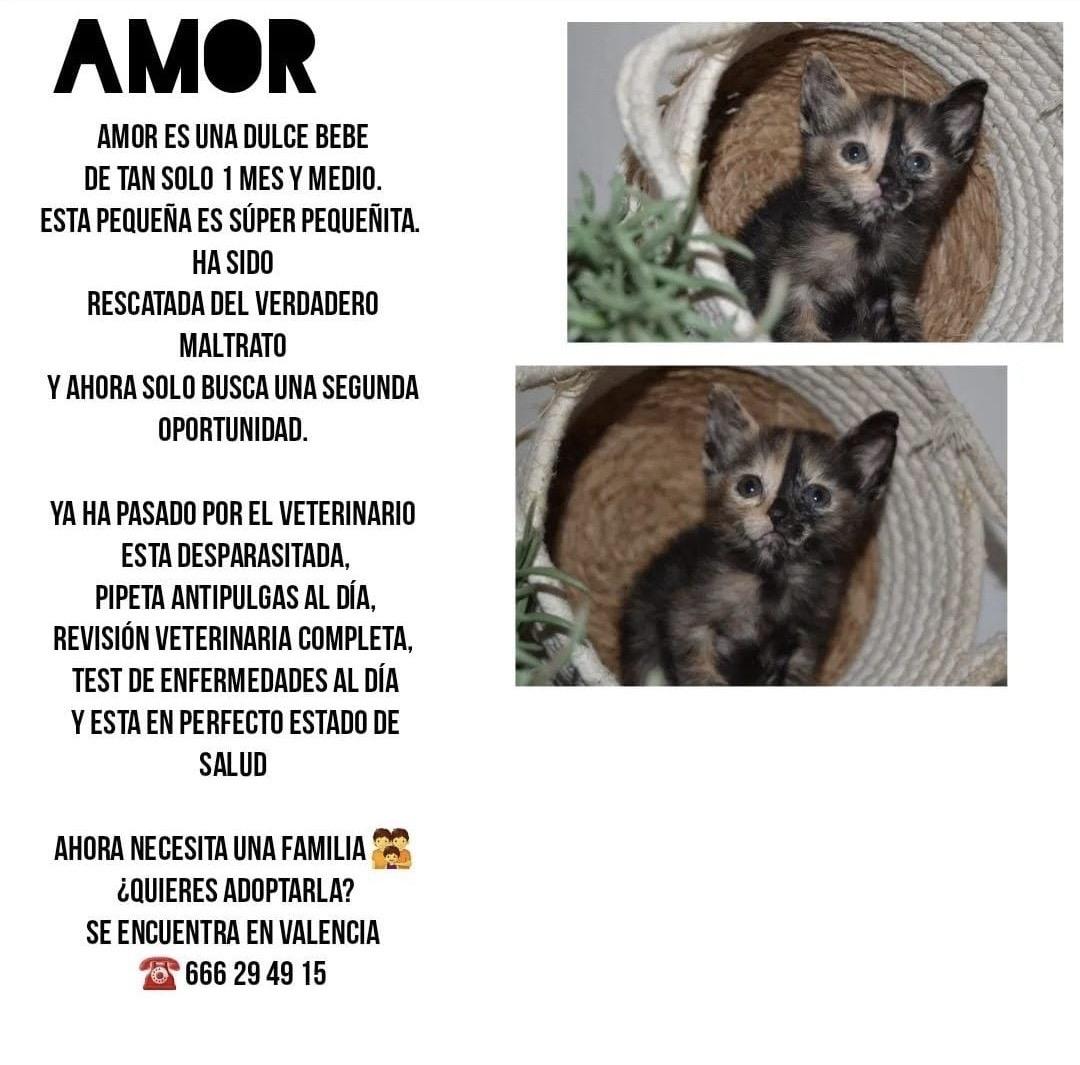 Imagen de la publicación de Adopta Una Vida