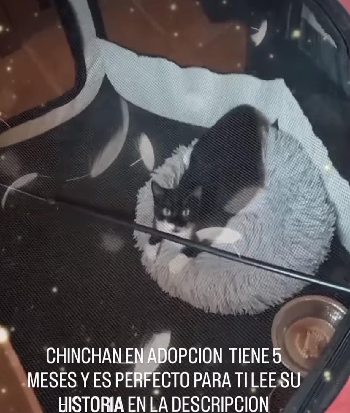Imagen de la publicación de Adopta Una Vida