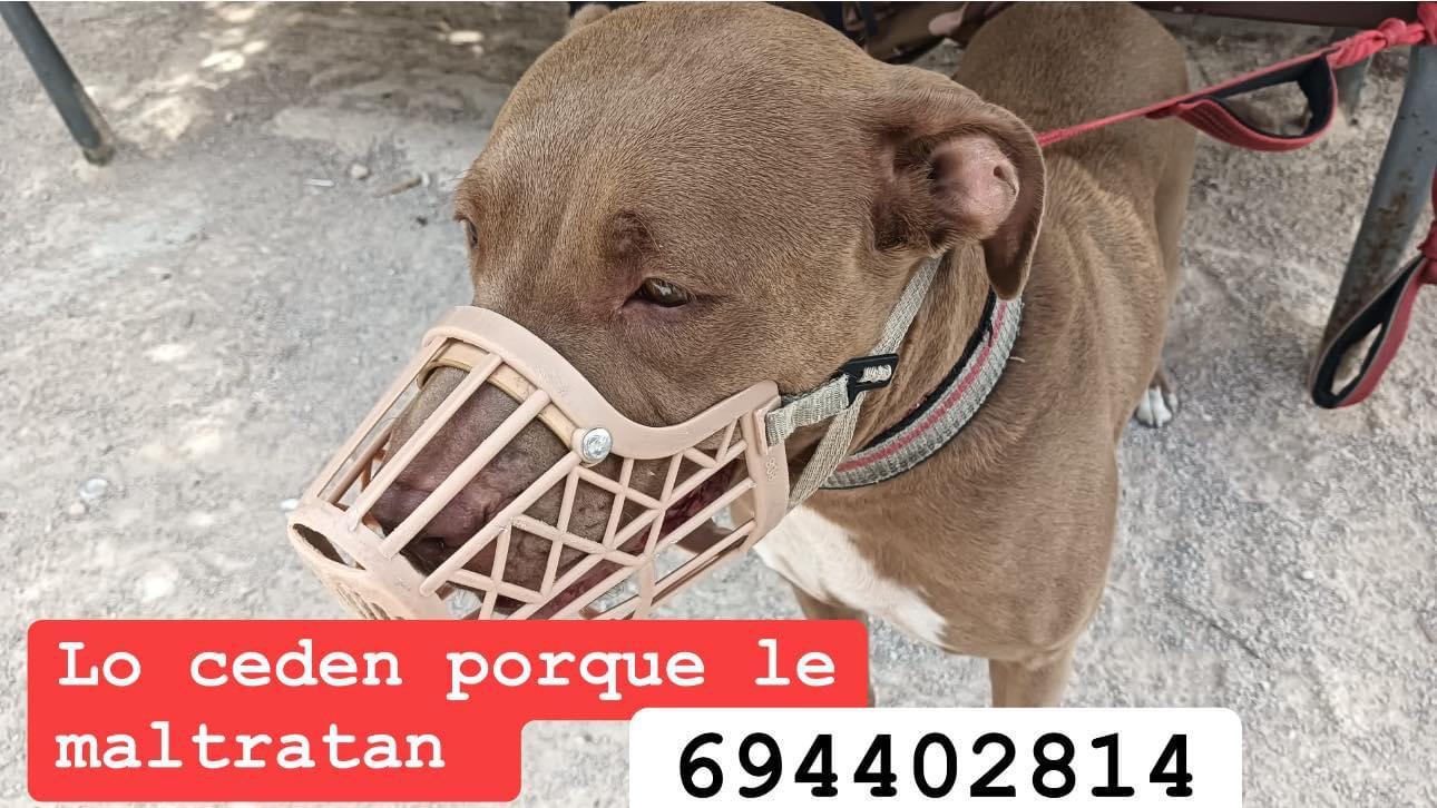 Imagen de la publicación de Adopta Una Vida