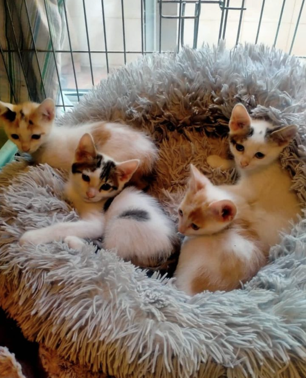 Imagen de la publicación de Adopta Una Vida