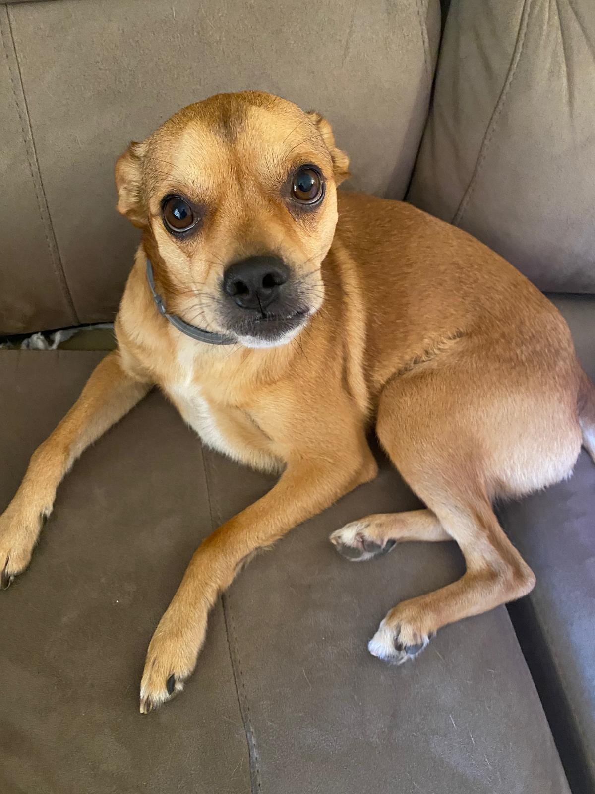 Imagen de la publicación de Adopta Una Vida